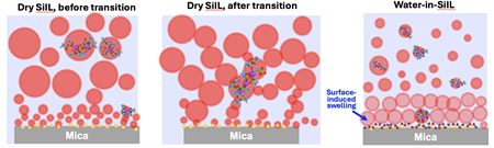 Schematics showing the aggregation of clusters near the charged surface in the dry salt-in-ionic liquid, and disruption of aggregation upon addition of a small amount of water.