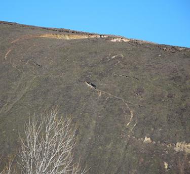 The complex failure surface extends upslope from the quarry in a fairly linear fashion, then abruptly turns upslope to another weak layer until it reaches the scarp at the top of the slope.