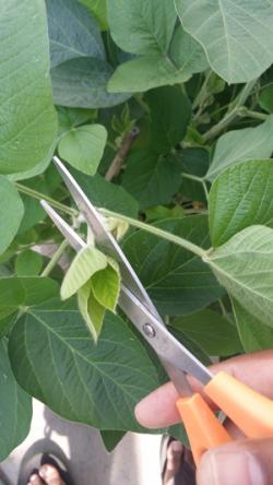 Researchers manually cut off new leaflets to decrease leaf area by just 5% and increased yields by 8%.