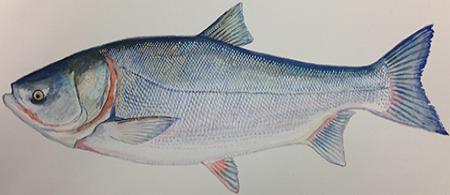 Silver Carp, an invasive species. Illustration: Duane Raver