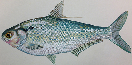 Gizzard Shad, a native species. Illustration: Duane Raver