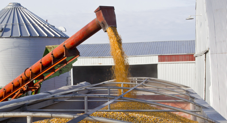 grain being harvested