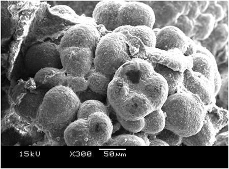 a bacteria-induced mineral deposit