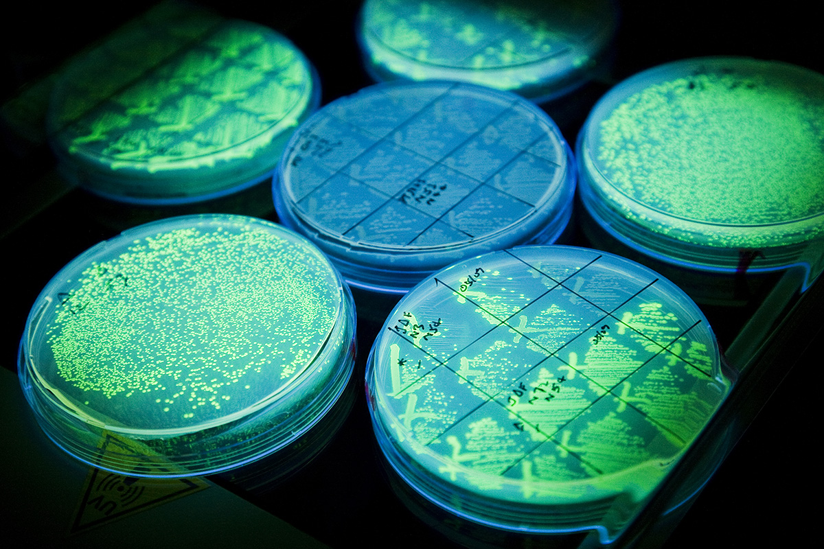 Fluorescent petri dishes