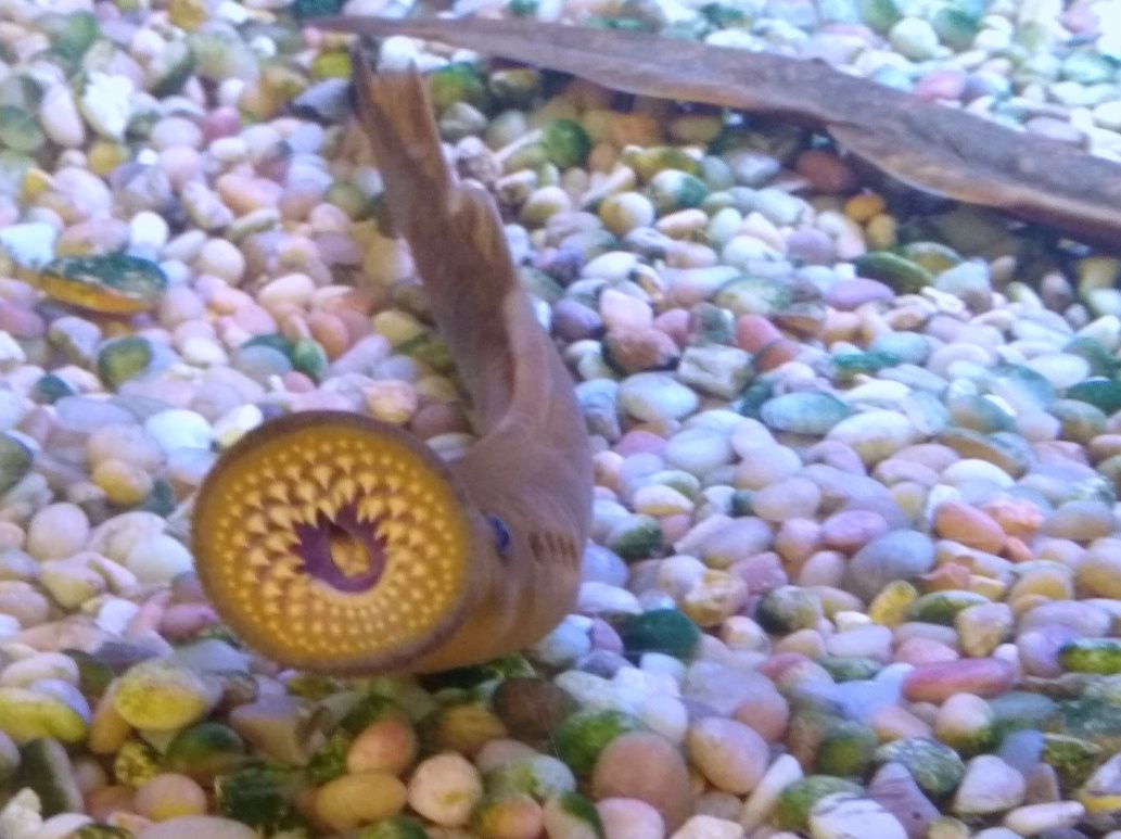 Lampreys at the Great Lakes Fishery Commission office in Ann Arbor, MI (February 2020).&nbsp;