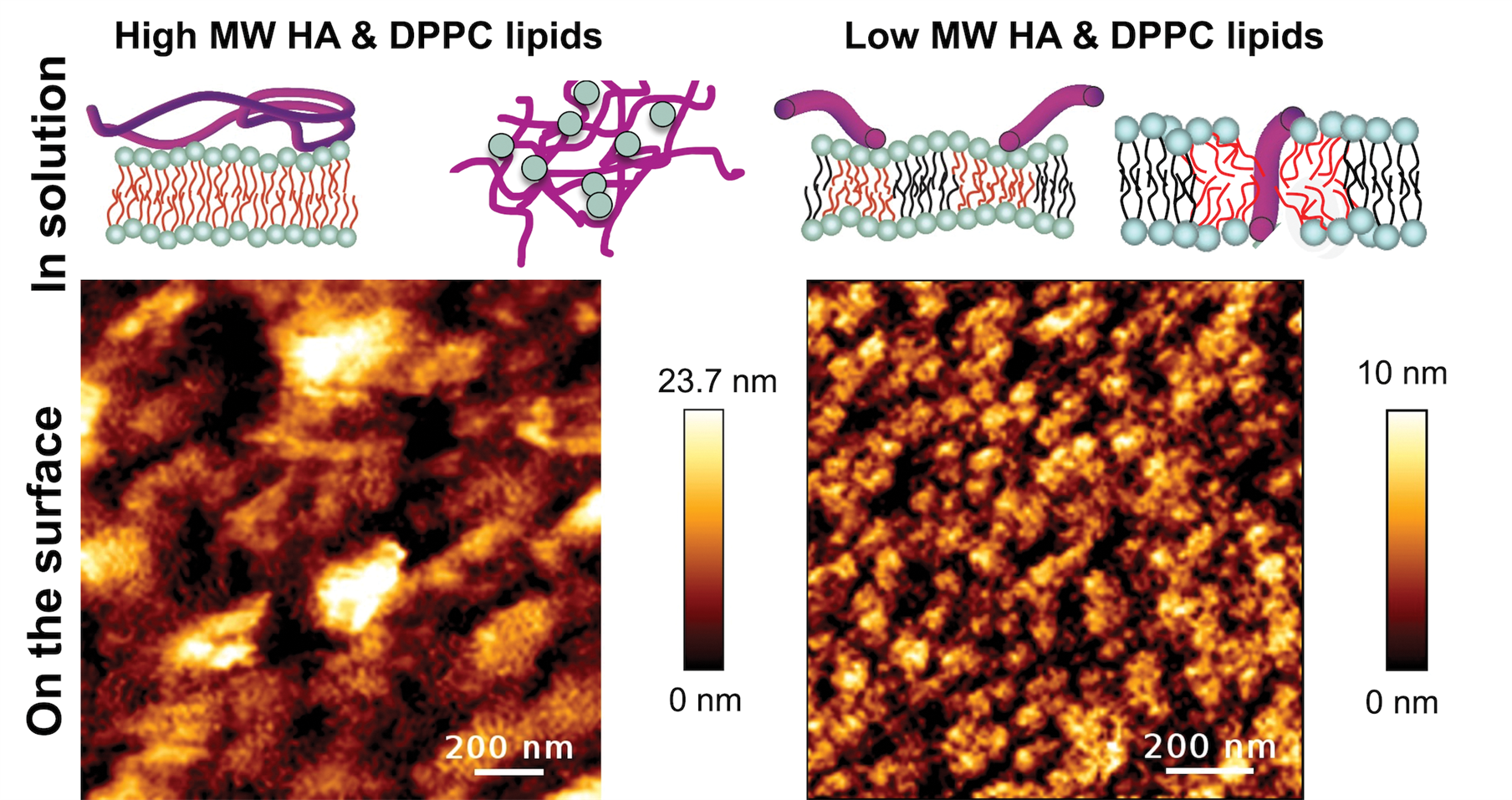 The interaction molecular weight of hyaluronan affects how it interacts with phospholipids, which in turn determines the nature of the protective film that can be formed on surfaces.