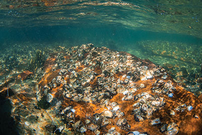 Team studies impact of oyster reefs on coastal morphology | Civil ...