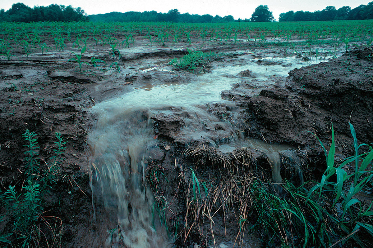 <em>A new study examines how phosphorus from agricultural runoff can become buried and re-released in the Mississippi River system, possibly delaying water quality improvement efforts in the Gulf of Mexico. Photo courtesy Lynn Betts</em>