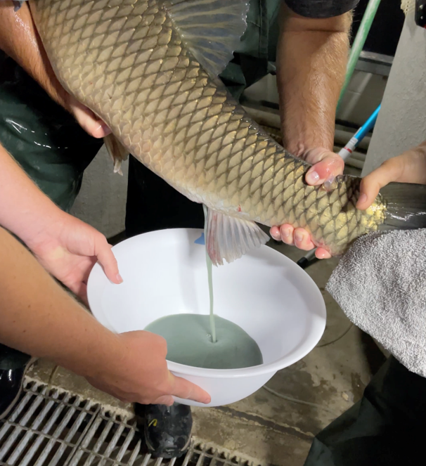 Grass carp egg collection at CERC.&amp;amp;amp;amp;amp;amp;amp;amp;amp;amp;amp;amp;amp;amp;amp;nbsp;