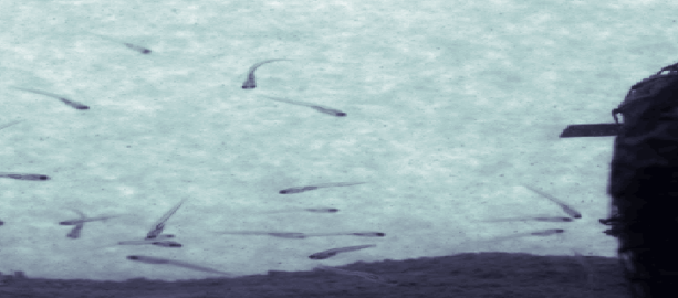 Close-up of grass carp larvae swimming in the flume.&amp;amp;amp;amp;amp;amp;amp;amp;amp;amp;amp;amp;amp;amp;amp;amp;nbsp;